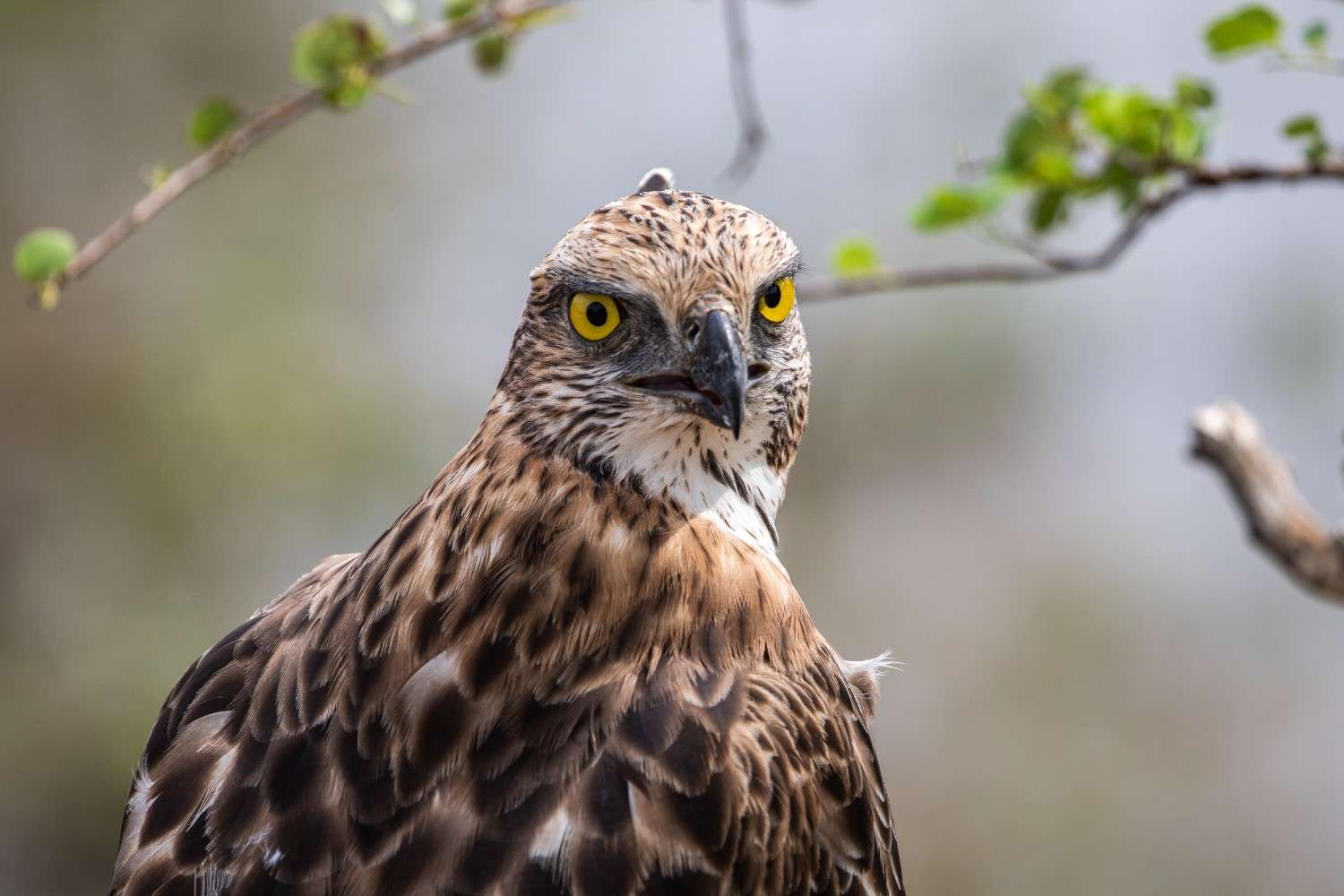 Exotic Bird Watching in Udawalawe National Park