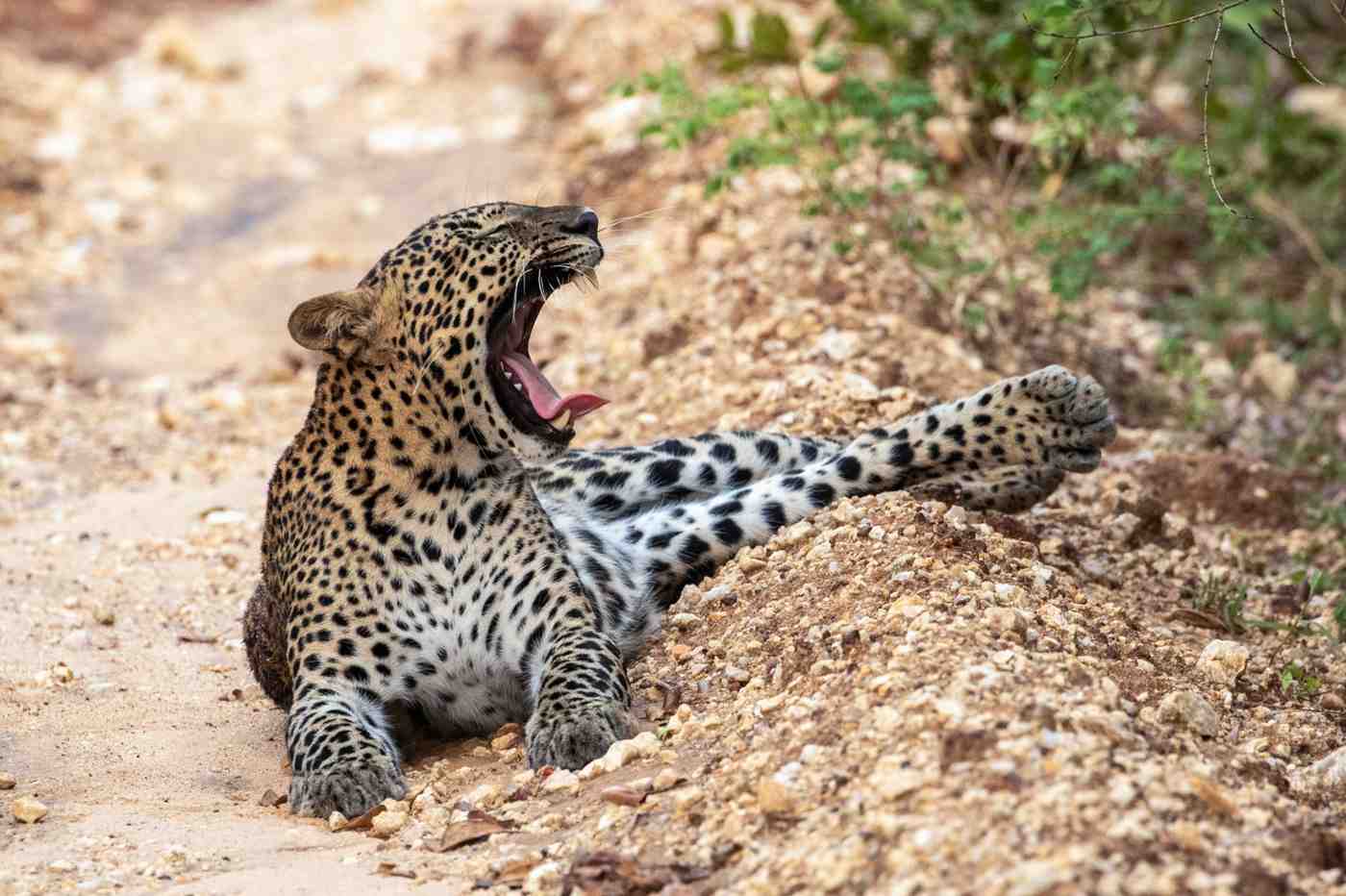 Full Day Deep Jungle Safari Udawalawe