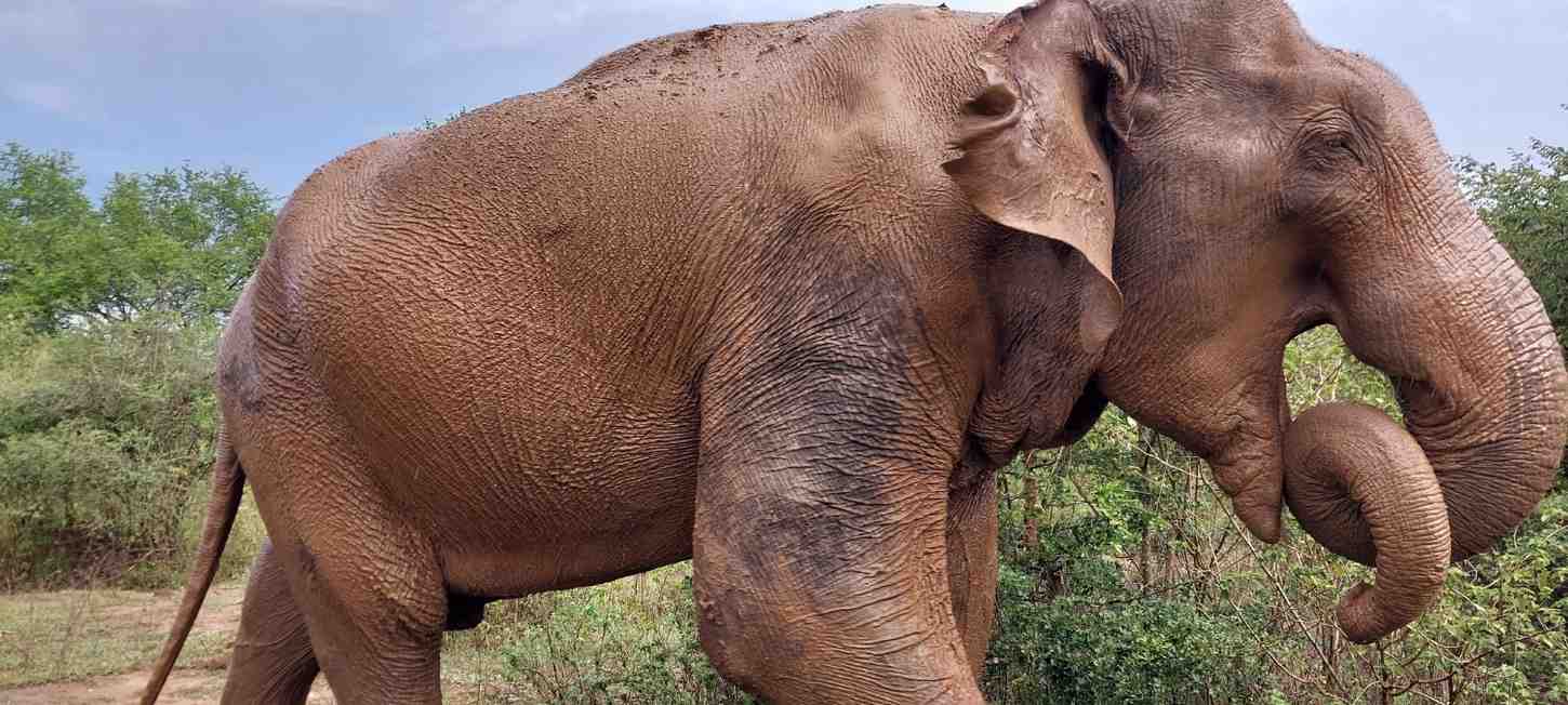 Half Day Elephant Safari Udawalawe