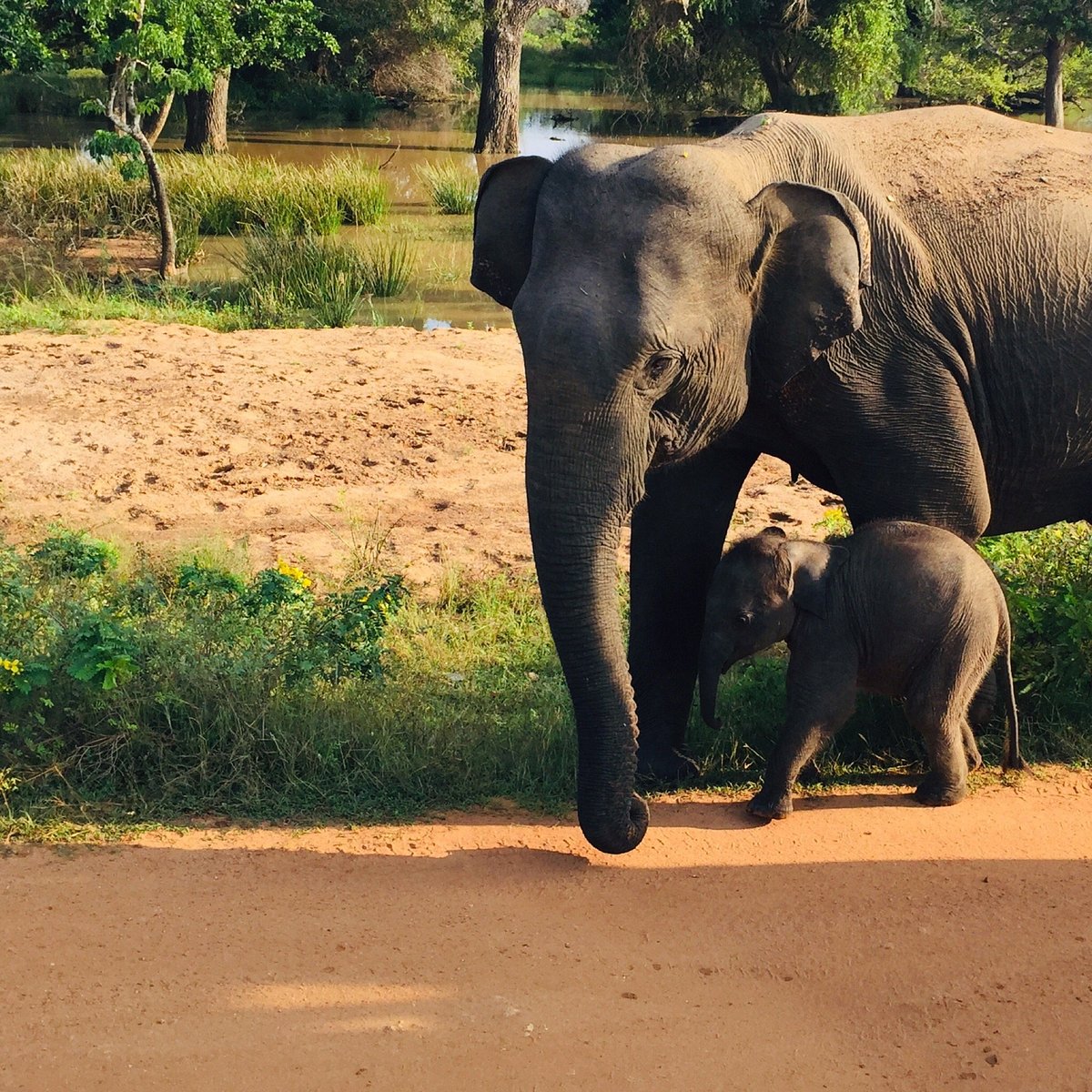 Sri Lanka Wildlife Safari Tour Package